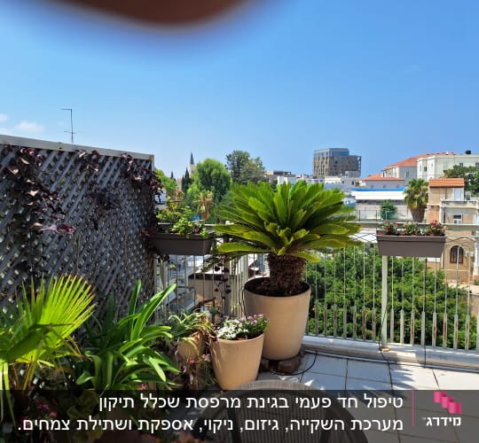 עציצים עם צמחים ירוקים ופרחים במרפסת